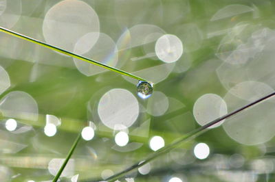 Close-up of water drops on plant