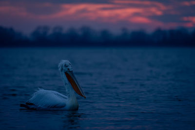 Pelican perching on lake