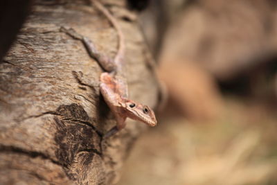 Close-up of lizard on tree