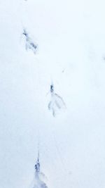 High angle view of white horse on snow field