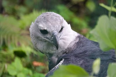 Close-up of a bird