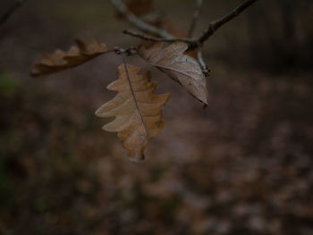 Close-up of leaves in forest during autumn