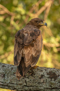 Close-up of eagle perching on wood