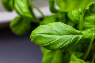 Close-up of green leaf