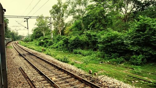 Railroad track amidst trees