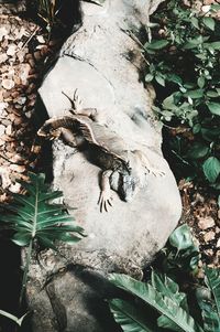 High angle view of a bird