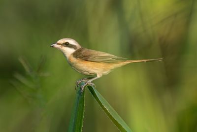 Brown shrike sitting on a folded leaf. i identified it by his bandit-mask over the eyes.