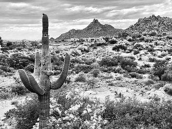 Cactus growing on field against sky