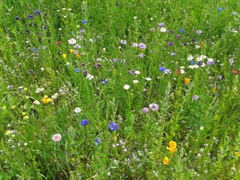 Purple flowers blooming in field