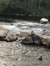 Scenic view of waterfall in forest