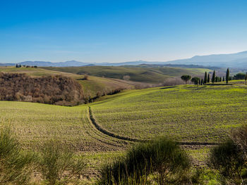 Scenic view of agricultural field against sky