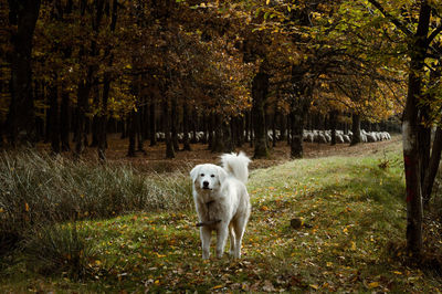 Dog in park during autumn