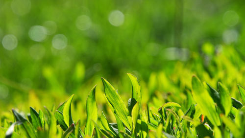 Close-up of plants growing on field