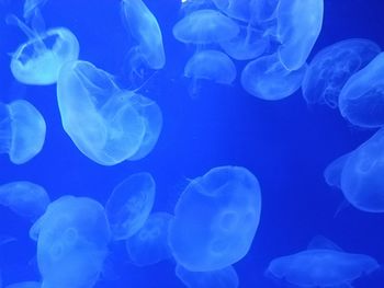Close-up of jellyfish swimming in sea
