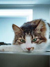 Close-up portrait of a cat