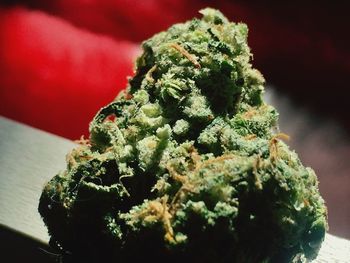 Close up of green plant