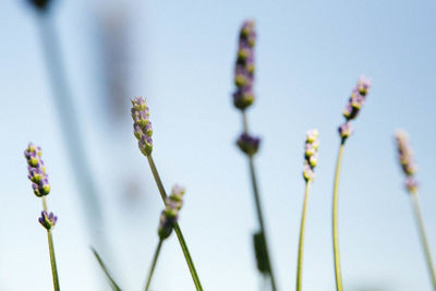 Close-up of plants against blurred background