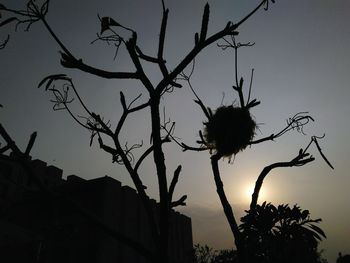 Low angle view of silhouette tree against sky at sunset