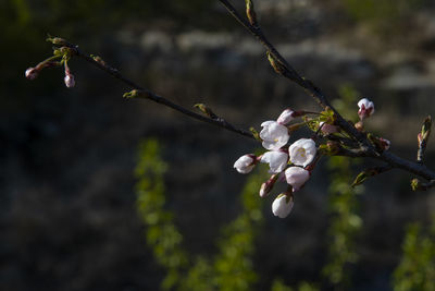 Close-up of cherry blossoms in spring