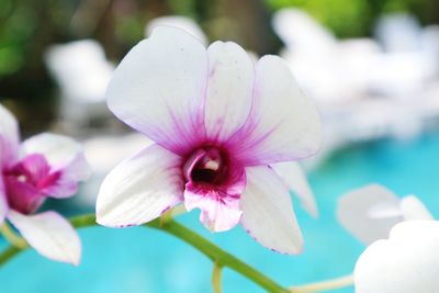 Close-up of pink flowering plant