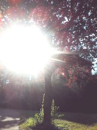 Sun shining through tree