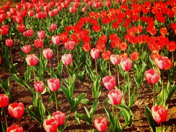 Close-up of pink tulips on field