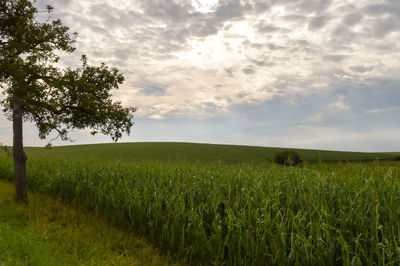 Scenic view of wheat field against sky