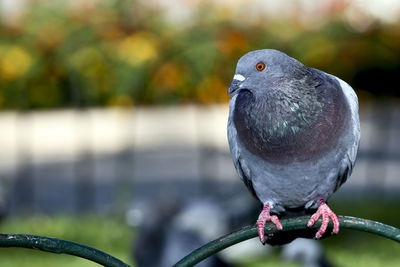 Close-up of bird perching on railing