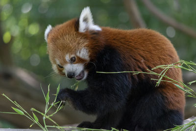 Ailurus fulgens