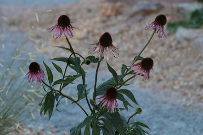 Close-up of thistle blooming outdoors