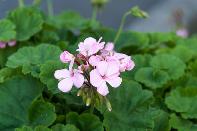 Close-up of pink flowers