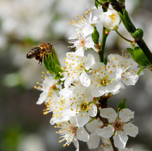 Close-up of bee pollinating on cherry blossom