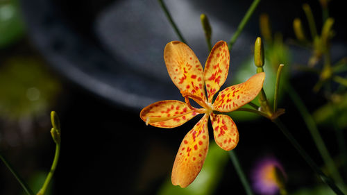 Close-up of flowers blooming outdoors