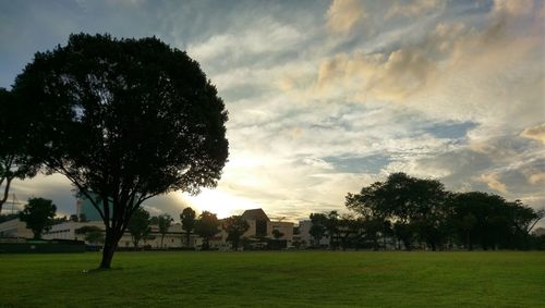 Trees on field against sky during sunset