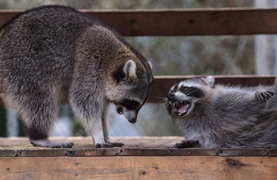 Playing raccoon praccoonpair on a porch in southern florida