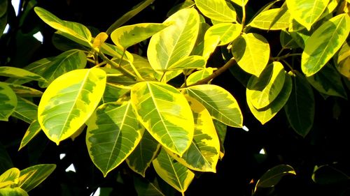 High angle view of leaves