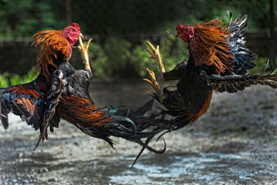 Close-up of rooster fighting on ground