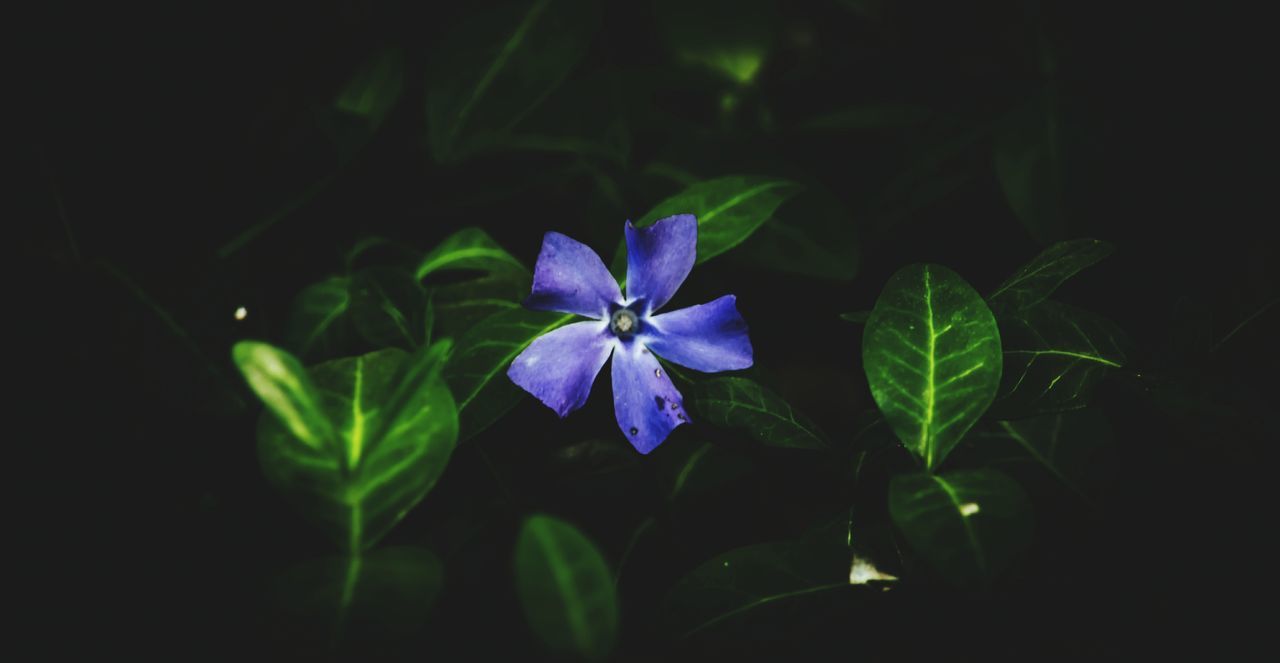 growth, beauty in nature, flower, green color, leaf, fragility, petal, nature, plant, no people, freshness, periwinkle, flower head, close-up, blooming, day, outdoors