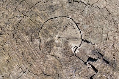 Full frame shot of tree stump