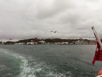 Bird flying over sea against sky