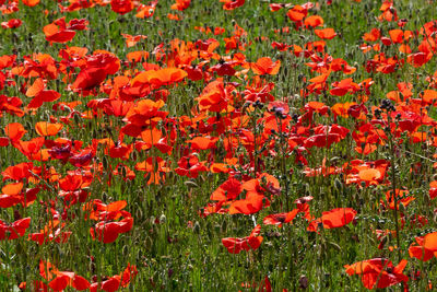 Close-up of red poppy flowers in field