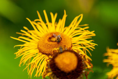 Close-up of bee pollinating on flower