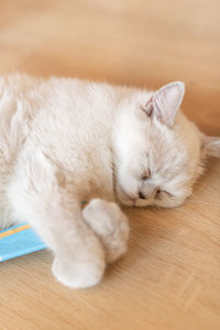 Close-up of cat sitting on table