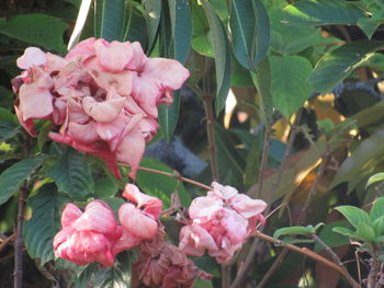 Close-up of pink flowers blooming outdoors