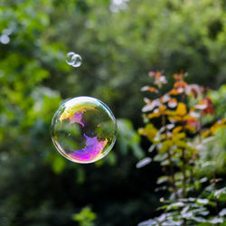 Close-up of bubbles in park