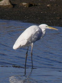 Close-up of gray heron on water
