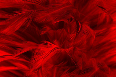 Full frame shot of red feathers