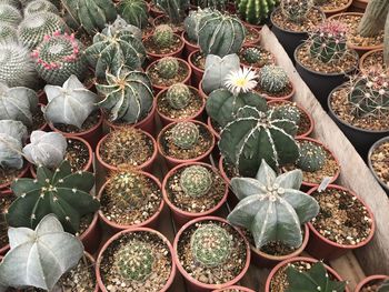 High angle view of potted plants for sale