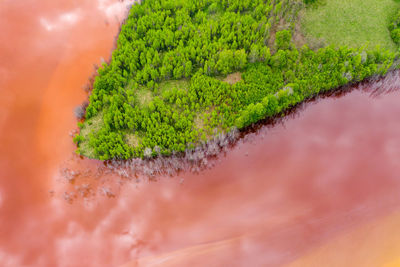 High angle view of moss growing on tree