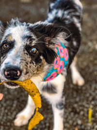 Portrait of border collie blue merle looking away